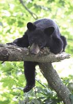 カナダ　晝寢にピッタリの場所を探す可愛いクマ