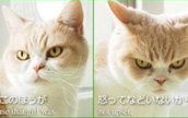 日本のネコの「戀人と別れた時(shí)の自分撮り寫(xiě)真」が話題に