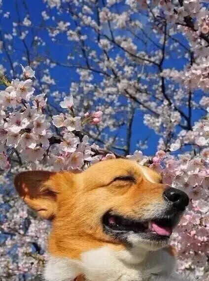 桜の花の下の可愛い「癒し系」のイヌ