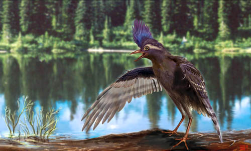 彌曼始今鳥のCG復(fù)元図