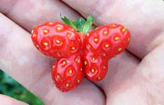 ニワトリ型のイチゴ発見、「妖精」フルーツ続々公開