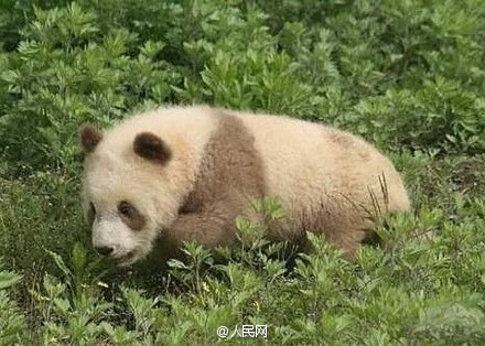 陝西省で茶色のパンダ発見　30年でわずか5頭の超希少パンダ