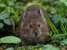 美しい中國(guó) 夏の達(dá)古氷山