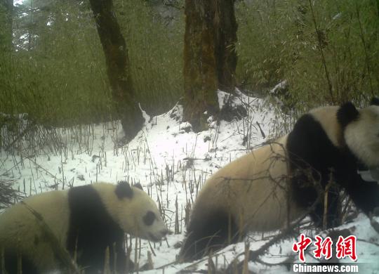 野生復(fù)帰のパンダ「瀘欣」、出産していることが確認(rèn)