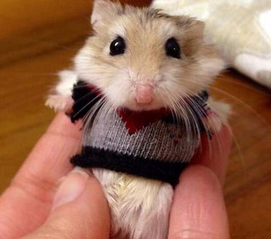 科學(xué)者が選ぶ「最も可愛(ài)い小動(dòng)物」