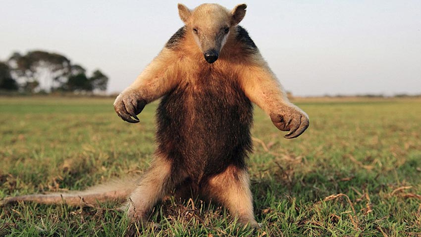 アリクイが仁王立ちで車(chē)の通行を阻止　ブラジル