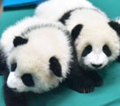 成都パンダ繁殖研究基地、2015年生まれの赤ちゃんがの「幼稚園」に入園
