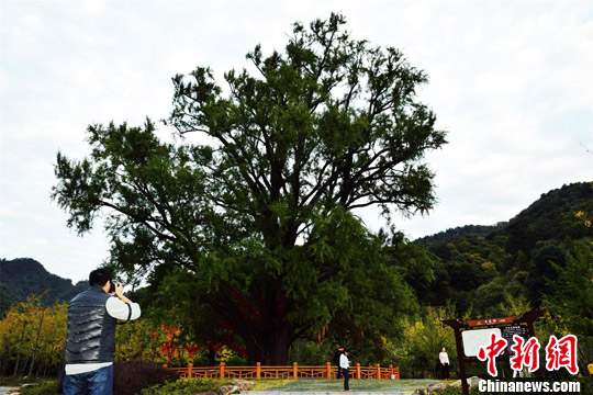 樹齢千年のイチョウの木、幹の太さは約8メートル　湖北省