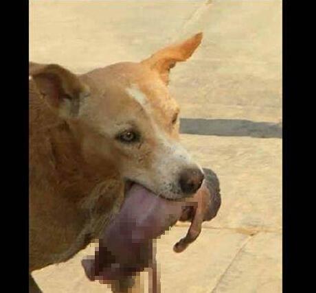 遺棄された嬰児をくわえ助けを求めた野良犬に大勢(shì)のネットユーザーが感動(dòng)