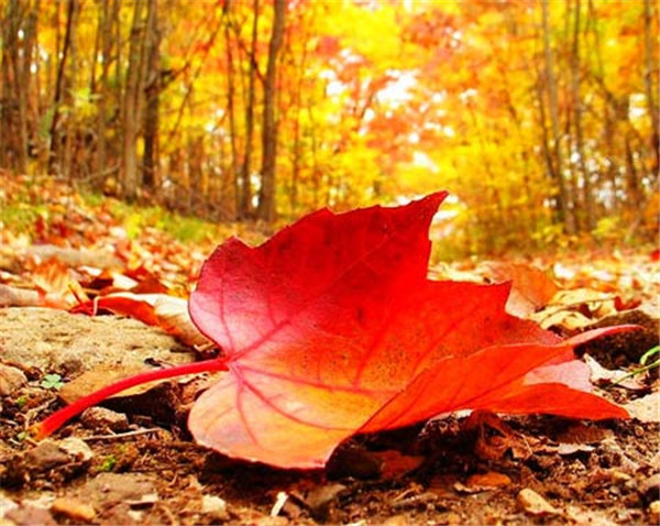 「秋の尾っぽをつかめ」　北京のおすすめ紅葉鑑賞スポット