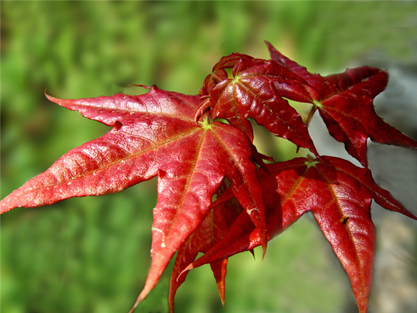 「秋の尾っぽをつかめ」　北京のおすすめ紅葉鑑賞スポット