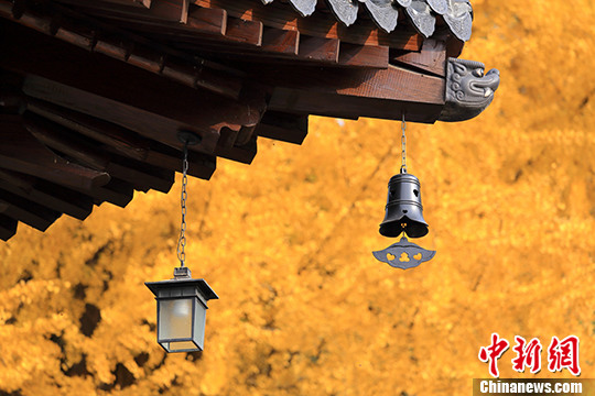 西安の古剎、樹齢千年の銀杏が一面金色に