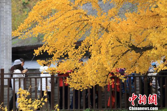 西安の古剎、樹齢千年の銀杏が一面金色に