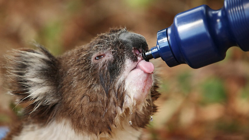 熱波に見舞われる豪州、コアラに水をプレゼント