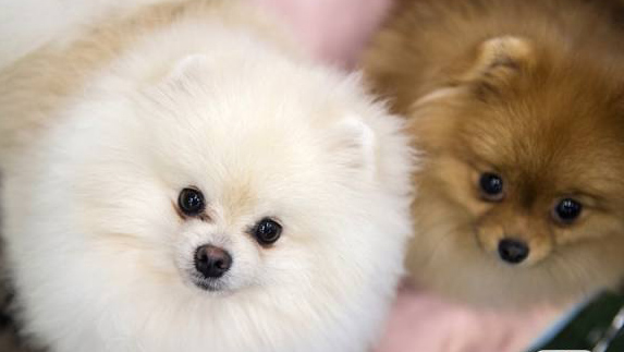 國際ドッグショー、「萌え」犬を一挙公開　リトアニア