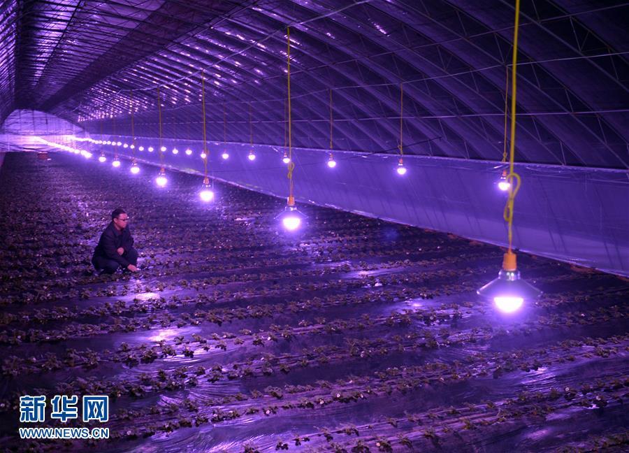 煙霧から野菜を守り、成長(zhǎng)ライトを裝備したビニールハウス　河北省