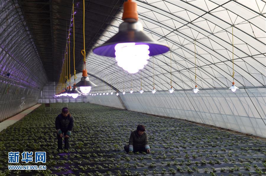 煙霧から野菜を守り、成長ライトを裝備したビニールハウス　河北省