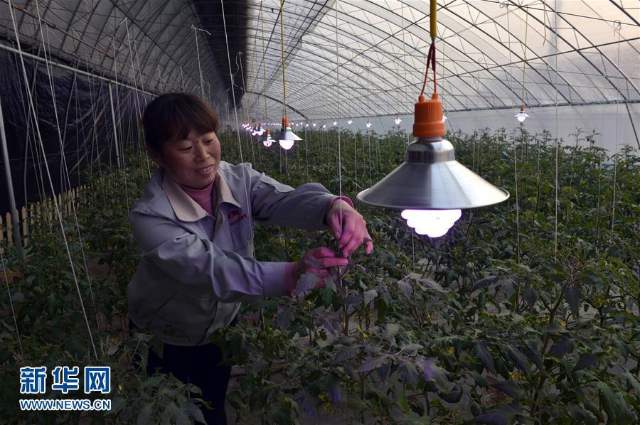 煙霧から野菜を守り、成長ライトを裝備したビニールハウス　河北省