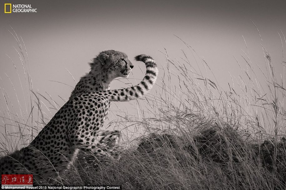 米國「ナショナルジオグラフィック」誌の2015年度寫真コンテスト優(yōu)秀作品