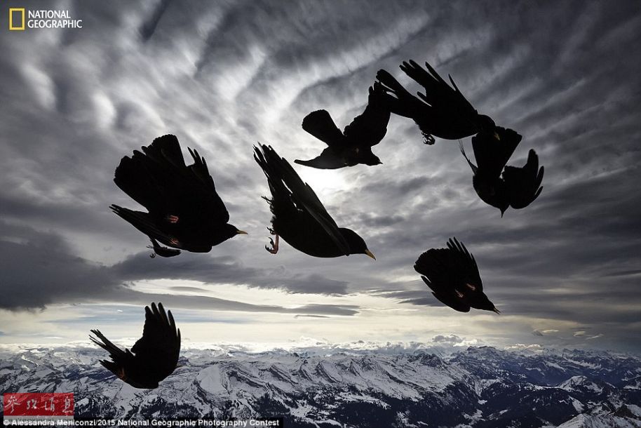 米國(guó)「ナショナルジオグラフィック」誌の2015年度寫真コンテスト優(yōu)秀作品