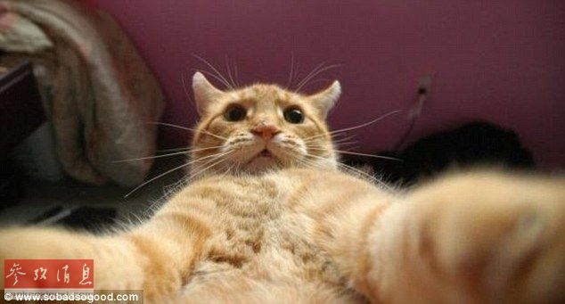 犬をバックにハイ、チーズ？貓の「自撮り」がネットで人気