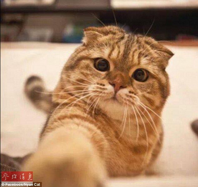 犬をバックにハイ、チーズ？貓の「自撮り」がネットで人気