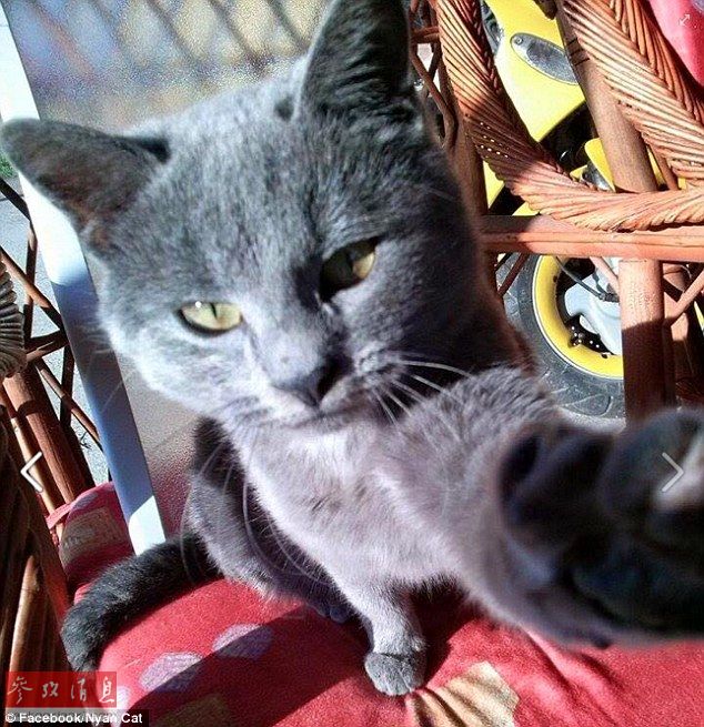 犬をバックにハイ、チーズ？貓の「自撮り」がネットで人気