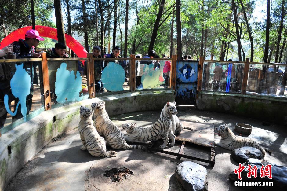 5頭のホワイトタイガーが観光客と対面　雲(yún)南野生動物園