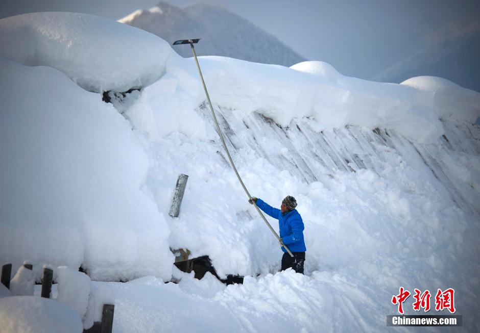 新疆に降り続く雪、最も美しい景色を迎えた禾木