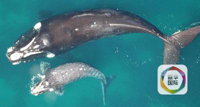 カモメの逆襲？嘴で鯨を死に至らしめることも