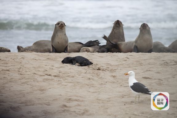 カモメの逆襲？嘴で鯨を死に至らしめることも