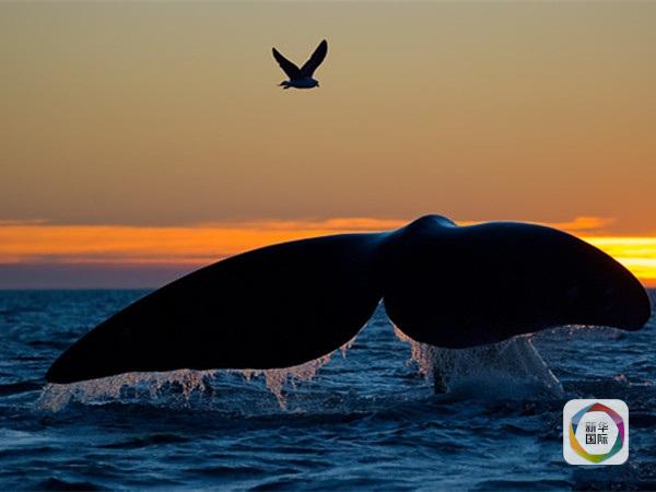 カモメの逆襲？嘴で鯨を死に至らしめることも