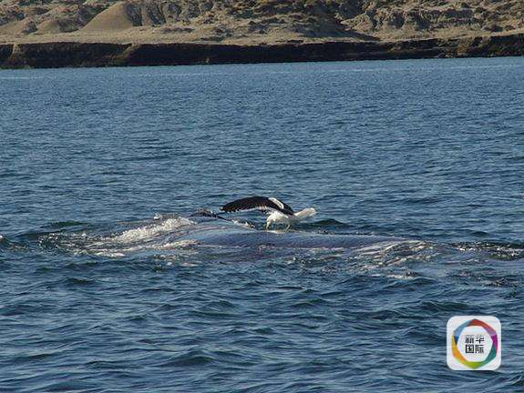 カモメの逆襲？嘴で鯨を死に至らしめることも