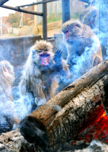 モエカワ！ 2016年の新たなネットの人気者になる猿達(dá)