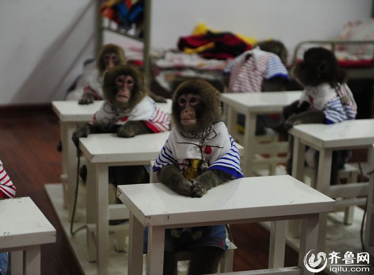 モエカワ！ 2016年の新たなネットの人気者になる猿達