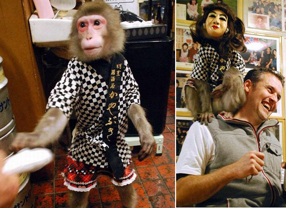 モエカワ！ 2016年の新たなネットの人気者になる猿達