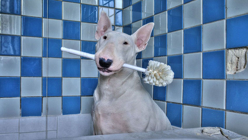 愛(ài)犬と世界旅行　ポーズを取る犬の寫真がネットで人気に