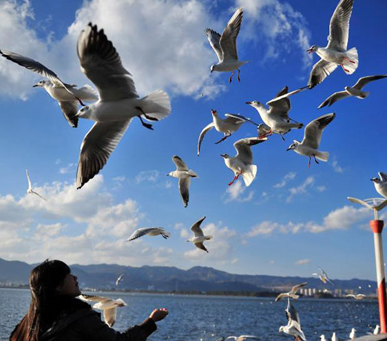 昆明で気溫上昇、ユリカモメも並んで日向ぼっこ