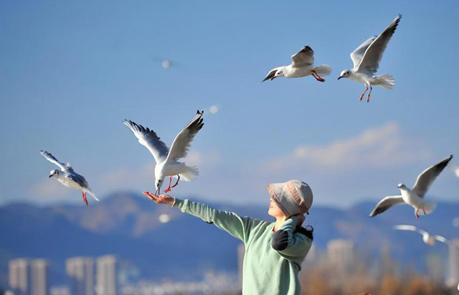 昆明で気溫上昇、ユリカモメも並んで日向ぼっこ