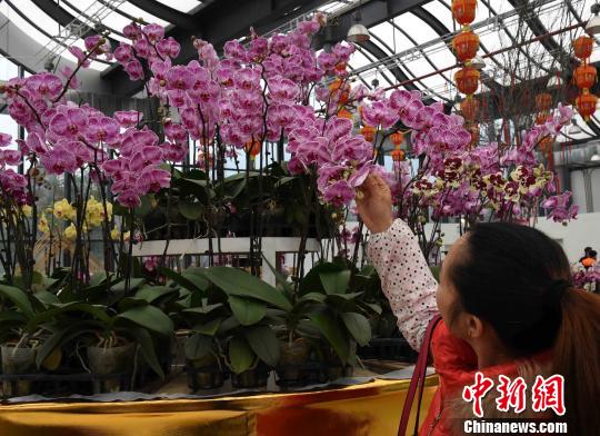 重慶で10萬株の胡蝶蘭を展示