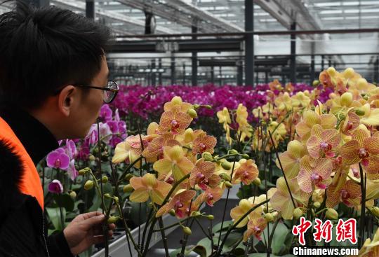 重慶で10萬(wàn)株の胡蝶蘭を展示