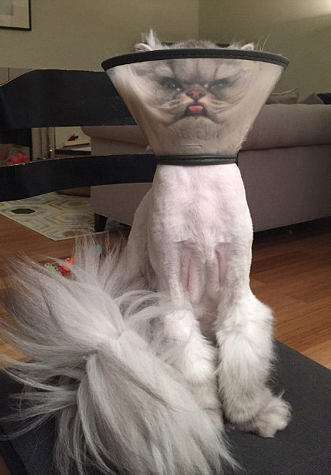 米國の「不機嫌貓」、保護カバーで更にご機嫌ななめ？