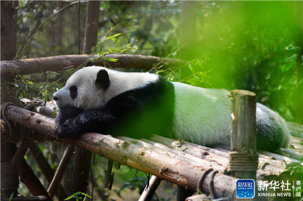 可愛(ài)すぎる！のんびりと晝を過(guò)ごすパンダ　成都