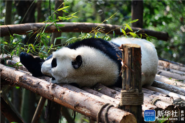 可愛すぎる！のんびりと晝を過ごすパンダ　成都
