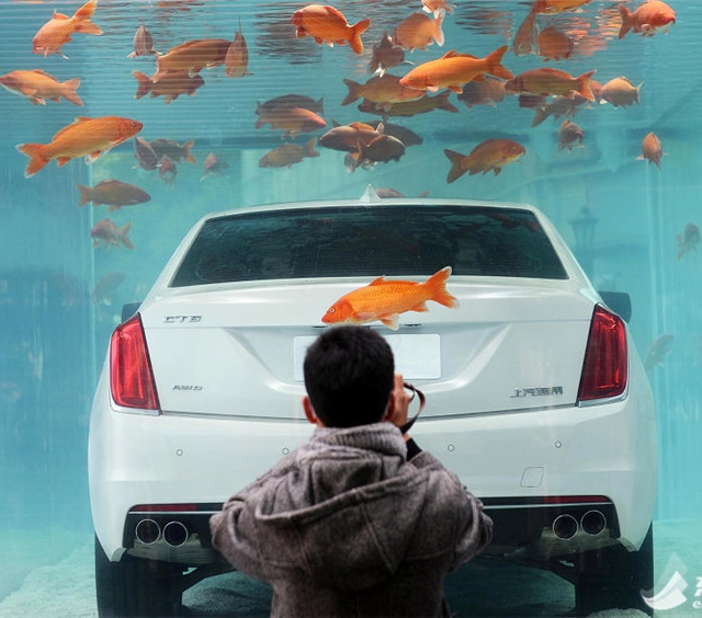 「鋼鉄のマーメイド」、水槽に浸かる高級車が街角に登場　上海
