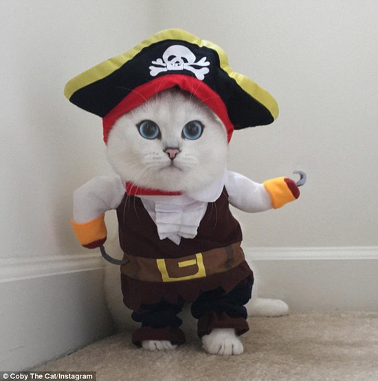 「世界で最も美しい貓」、真っ白な毛並みにサファイヤのような目