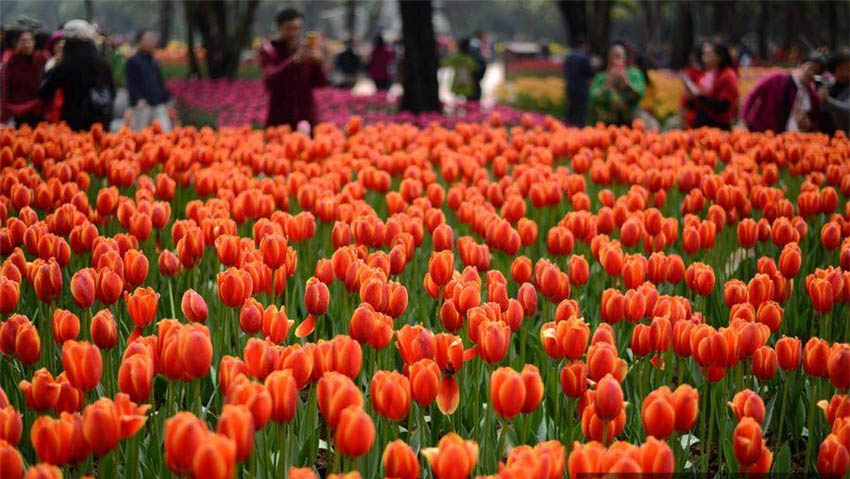 園內(nèi)に漂うチューリップの香り、30萬株余りで來場者をお出迎え　広西