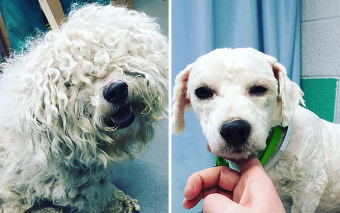 ペットのトリマーが野良犬のカット、ビフォーアフターに驚くネット民