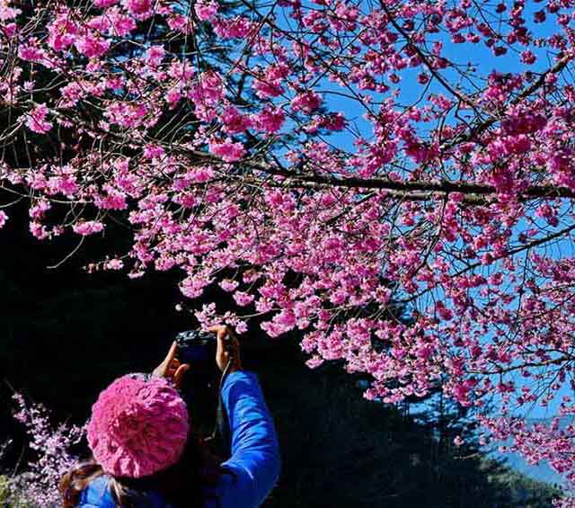 美しい満開の桜、春を迎える臺(tái)灣