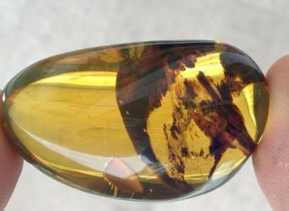 約1億年前の世界最古の琥珀、中國(guó)人科學(xué)者が発見